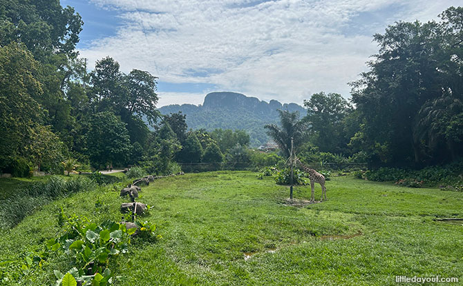 Giraffe with mountains in the background at the Zoo