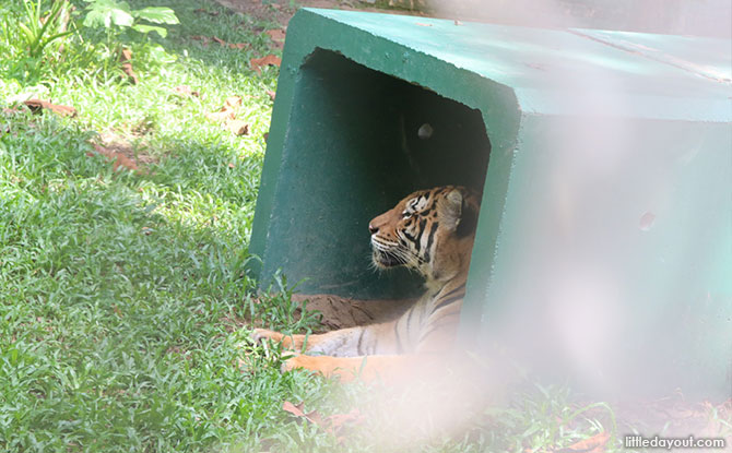 Malayan Tigers