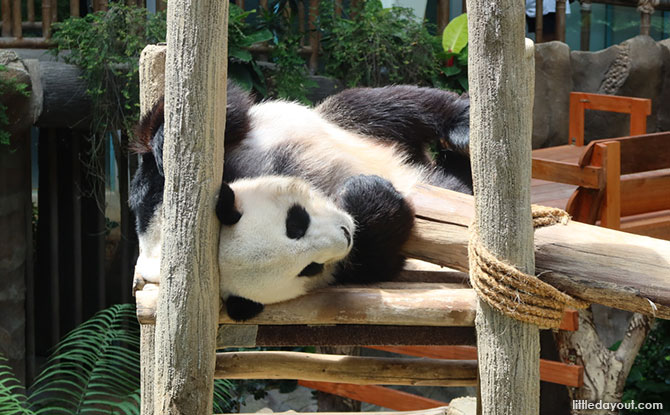 Zoo Negara Panda