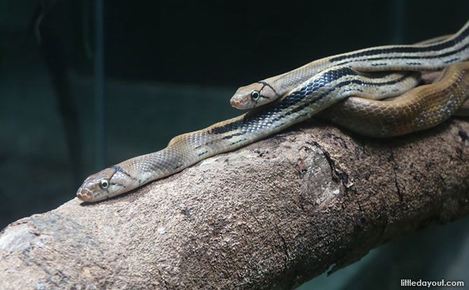 Reptiles at Zoo Negara