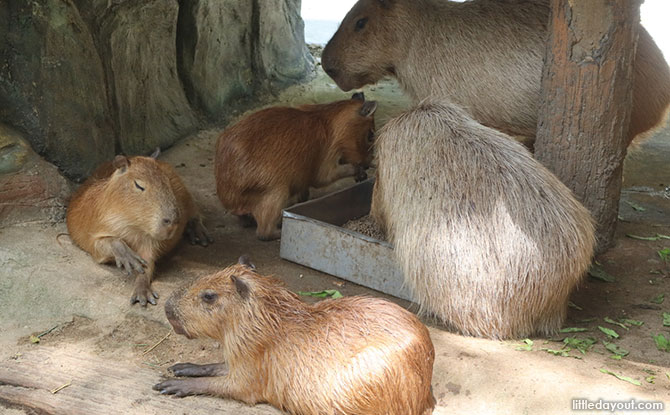 Capybaras